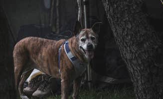 Jennifer K.'s photo of camping with pets at Big Fish-n-Camp Ground near Kokomo, IN