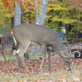 Review photo of Blackwater Falls State Park Campground by Melissa L., November 1, 2021