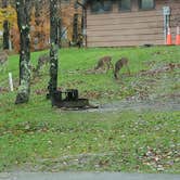 Review photo of Blackwater Falls State Park Campground by Melissa L., November 1, 2021