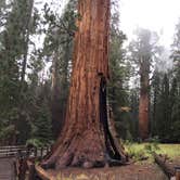 Review photo of Azalea Campground — Kings Canyon National Park by Laura F., July 6, 2018