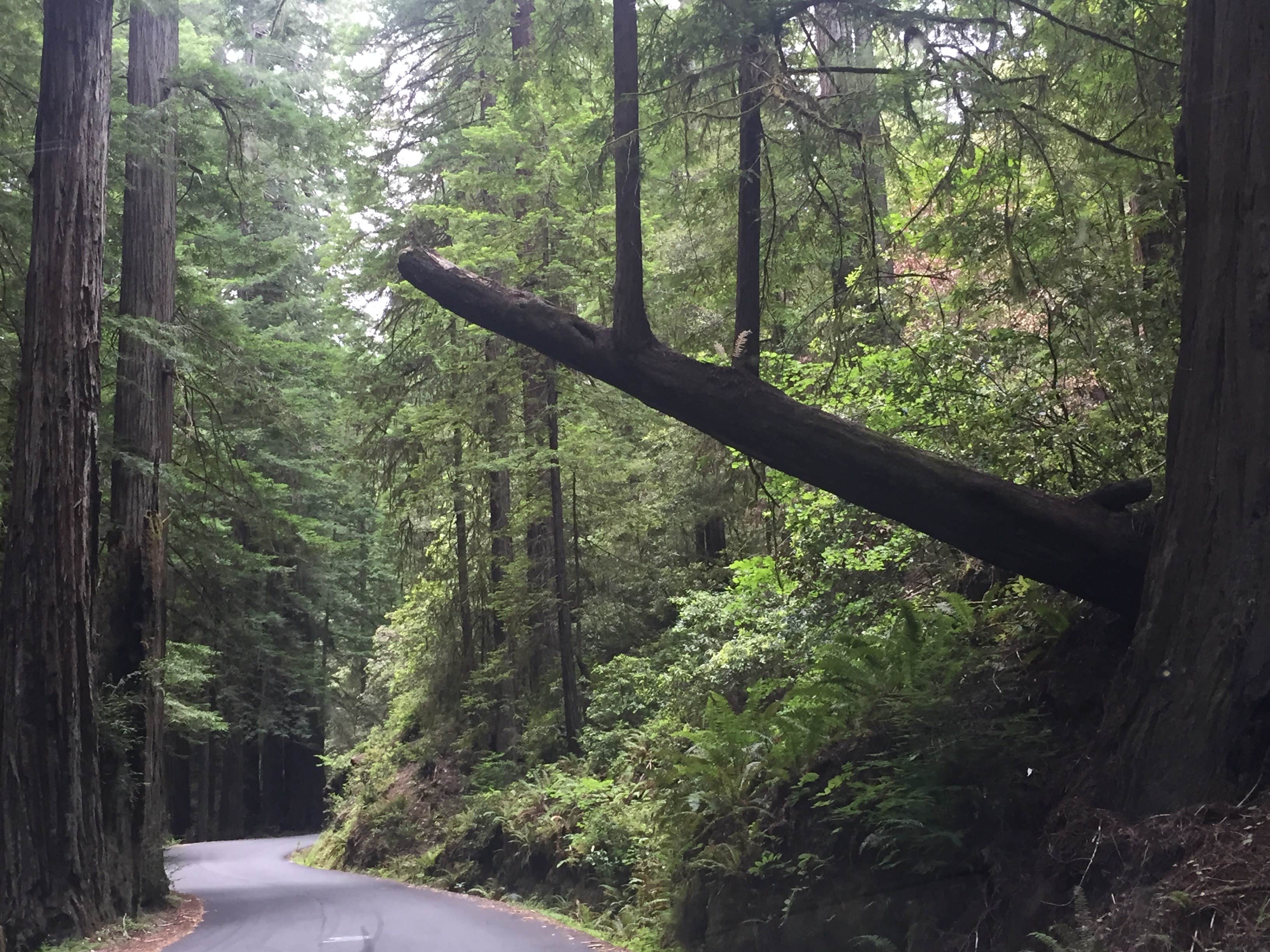 Camper submitted image from Baxter Environmental Camp — Humboldt Redwoods State Park - 4