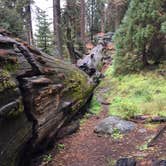 Review photo of Azalea Campground — Kings Canyon National Park by Laura F., July 6, 2018