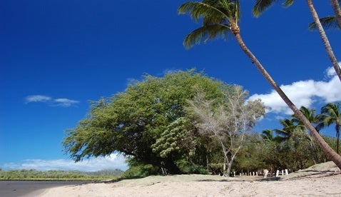 Camper submitted image from Maui Hawaii County Park One Ali'i Campground - 4