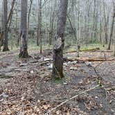 Review photo of Walls of Jericho - Turkey Creek Backcountry Campsite by Asher K., November 1, 2021