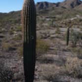 Review photo of Ajo BLM Dispersed by John B., November 1, 2021