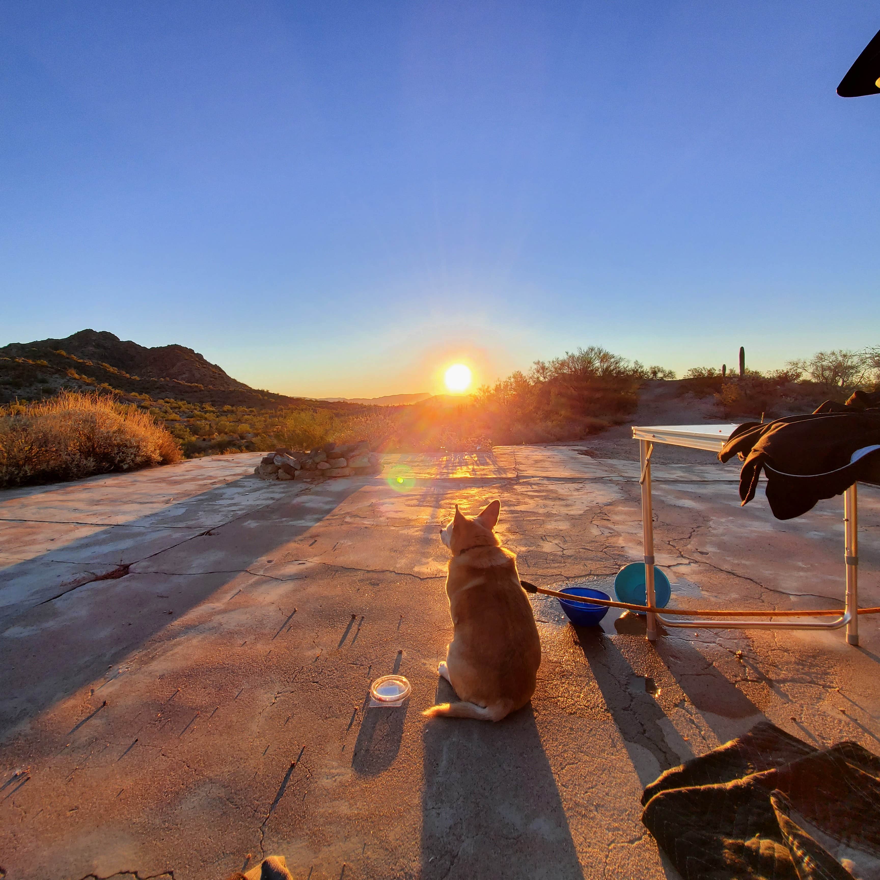 John B.'s photo of camping with pets at Ajo BLM Dispersed near Ajo, AZ