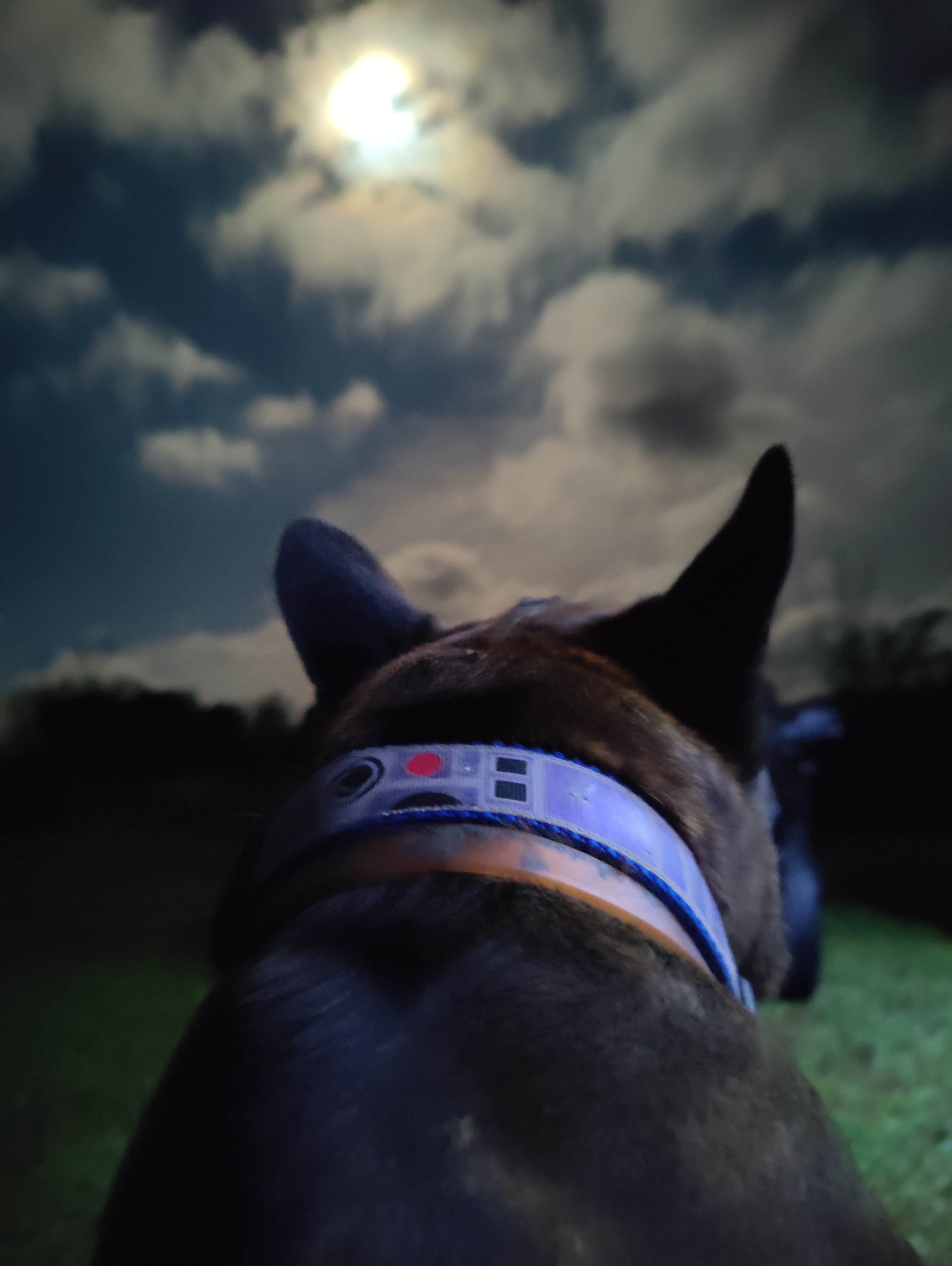 Nathan T.'s photo of camping with a horse at Mountain Cove Resort near Apison, TN