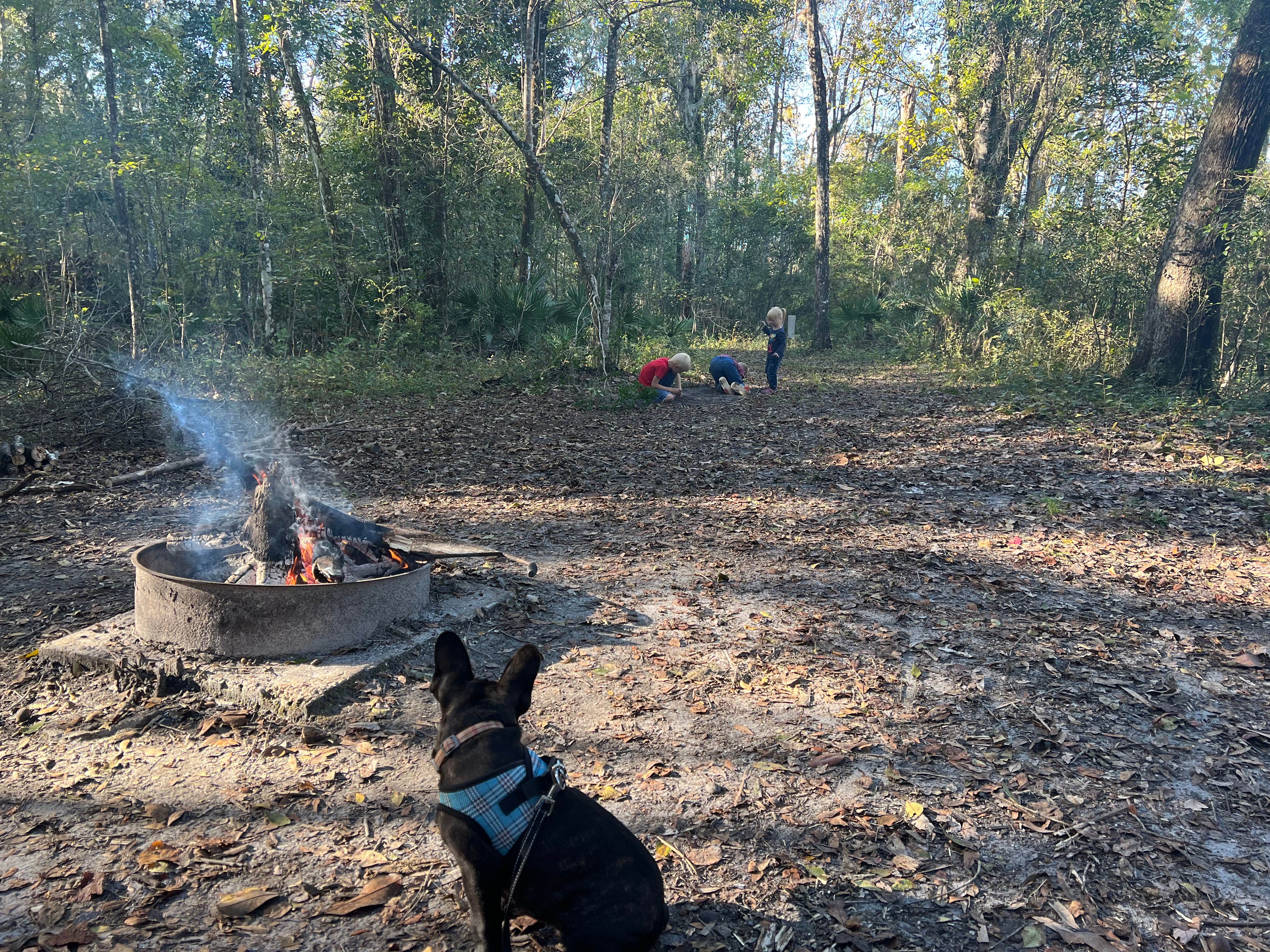 Camper submitted image from Black Creek Ravine - 1