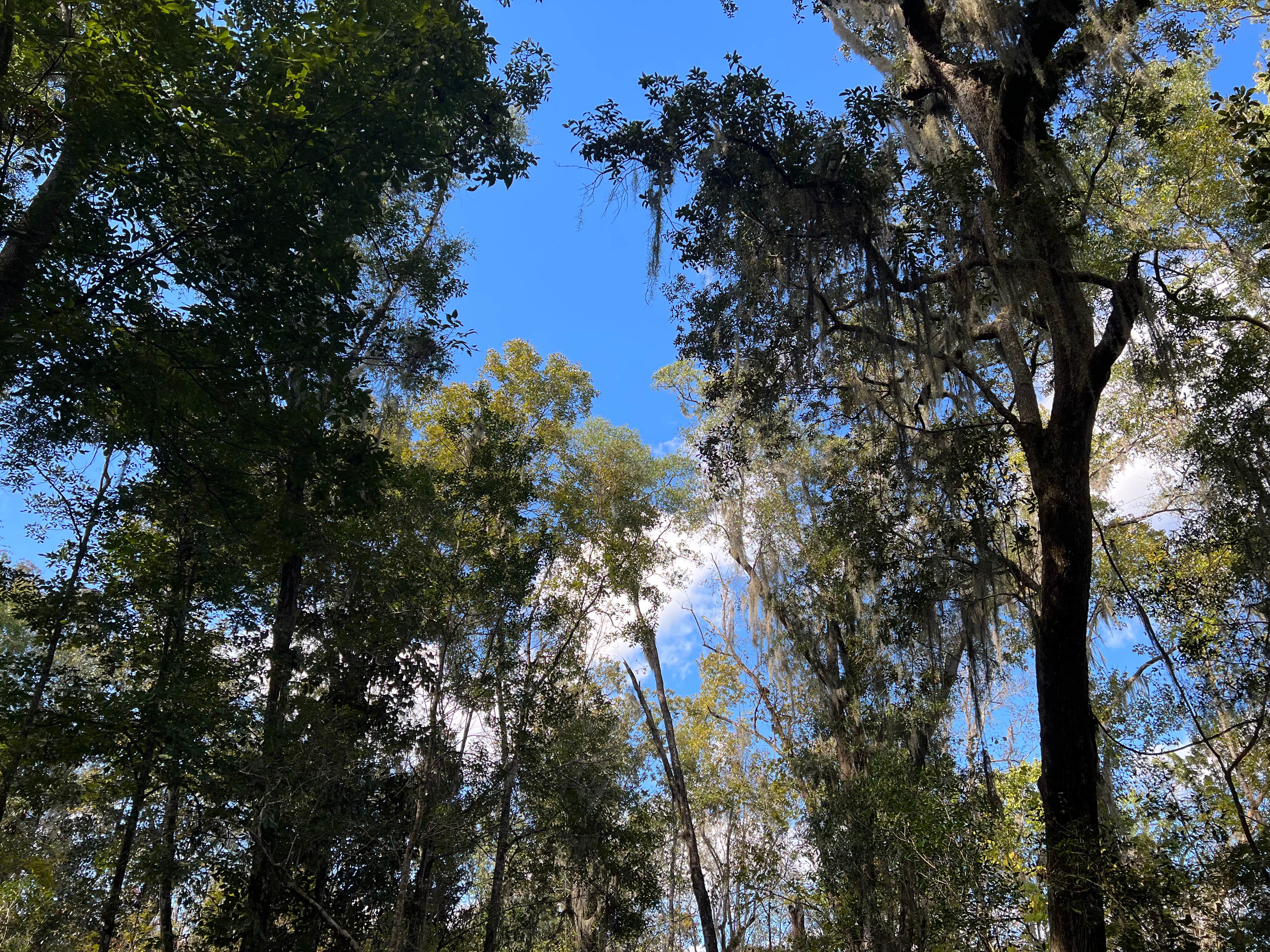 Camper-submitted photo at Black Creek Ravine near Middleburg, FL