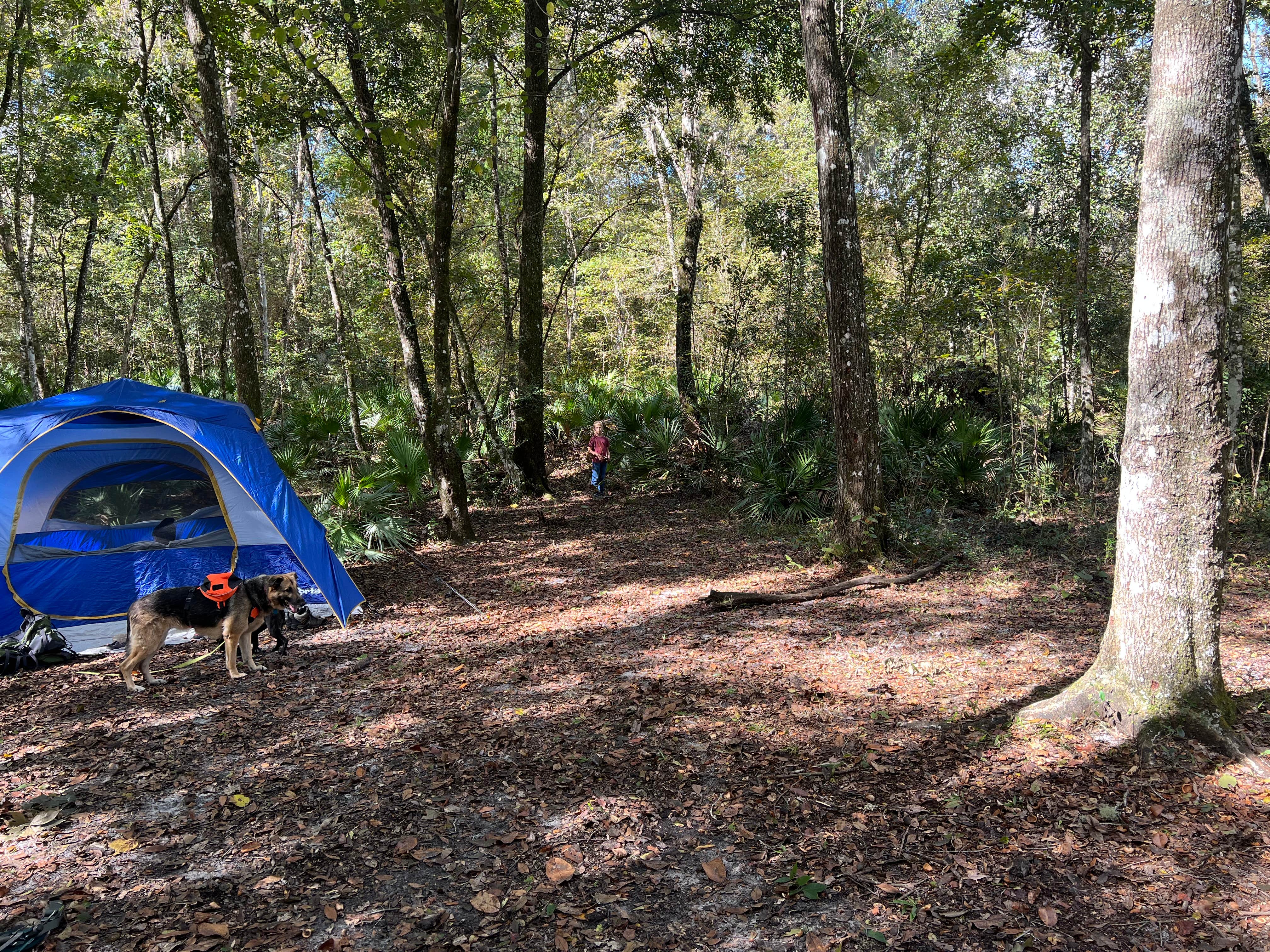 Camper-submitted photo at Black Creek Ravine near Middleburg, FL