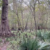 Review photo of Gilchrist Blue Springs State Park Campground by Angel E., November 2, 2021