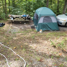 my tent and the kitten I recued