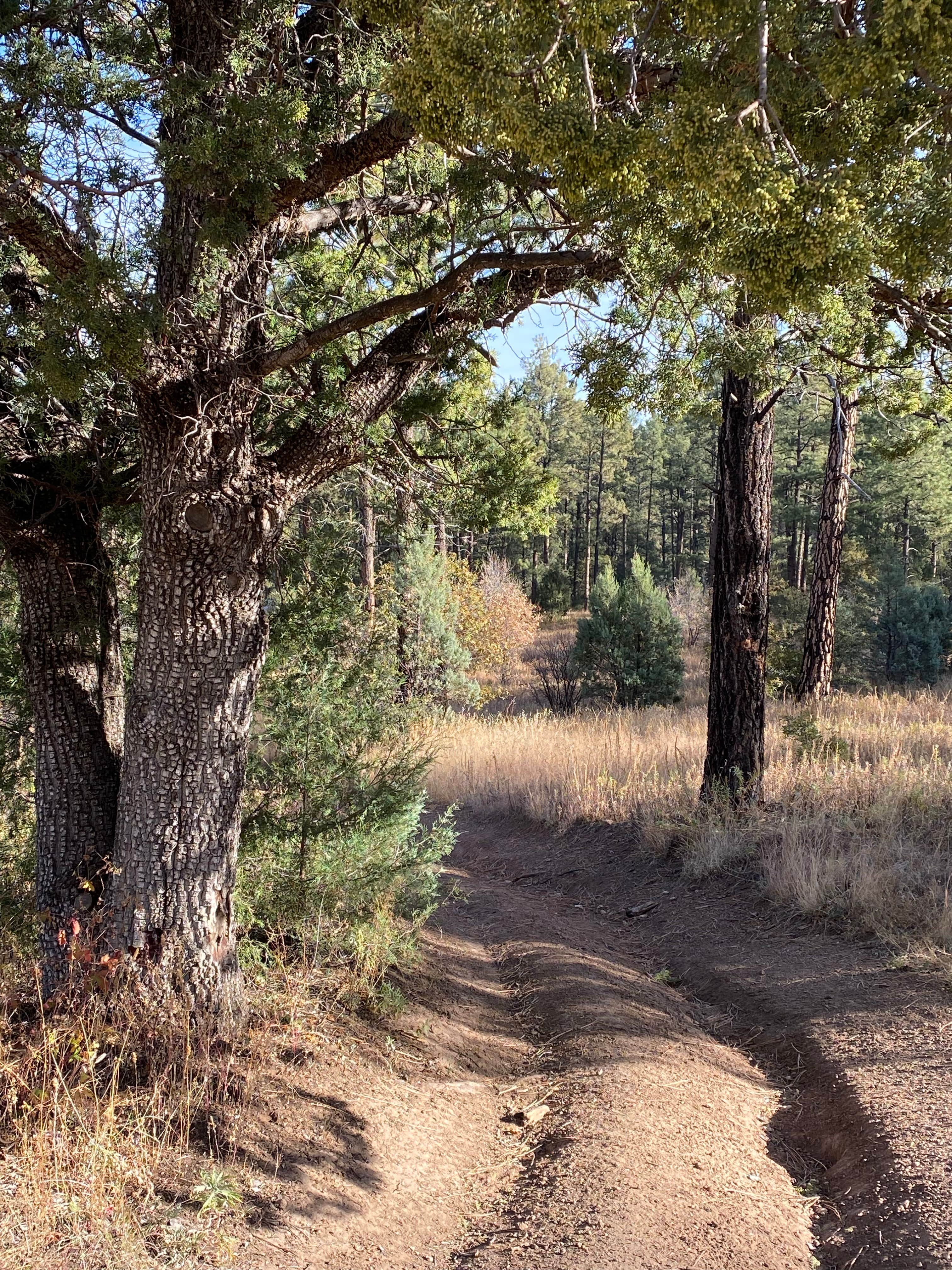 Camper submitted image from Sapillo Dispersed Camping Area - 4