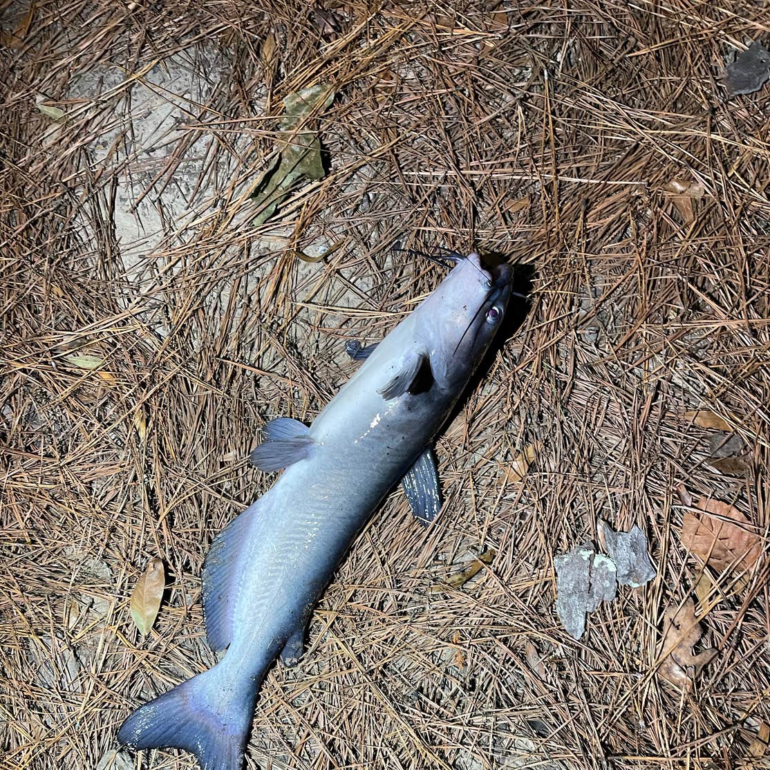 Cloud Crossing Complex Camping Goldonna, LA