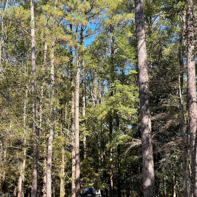 Cloud Crossing Complex Camping Goldonna, LA