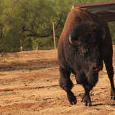 Review photo of Wild Horse Equestrian Area — Caprock Canyons State Park by Michelle  T., November 2, 2021