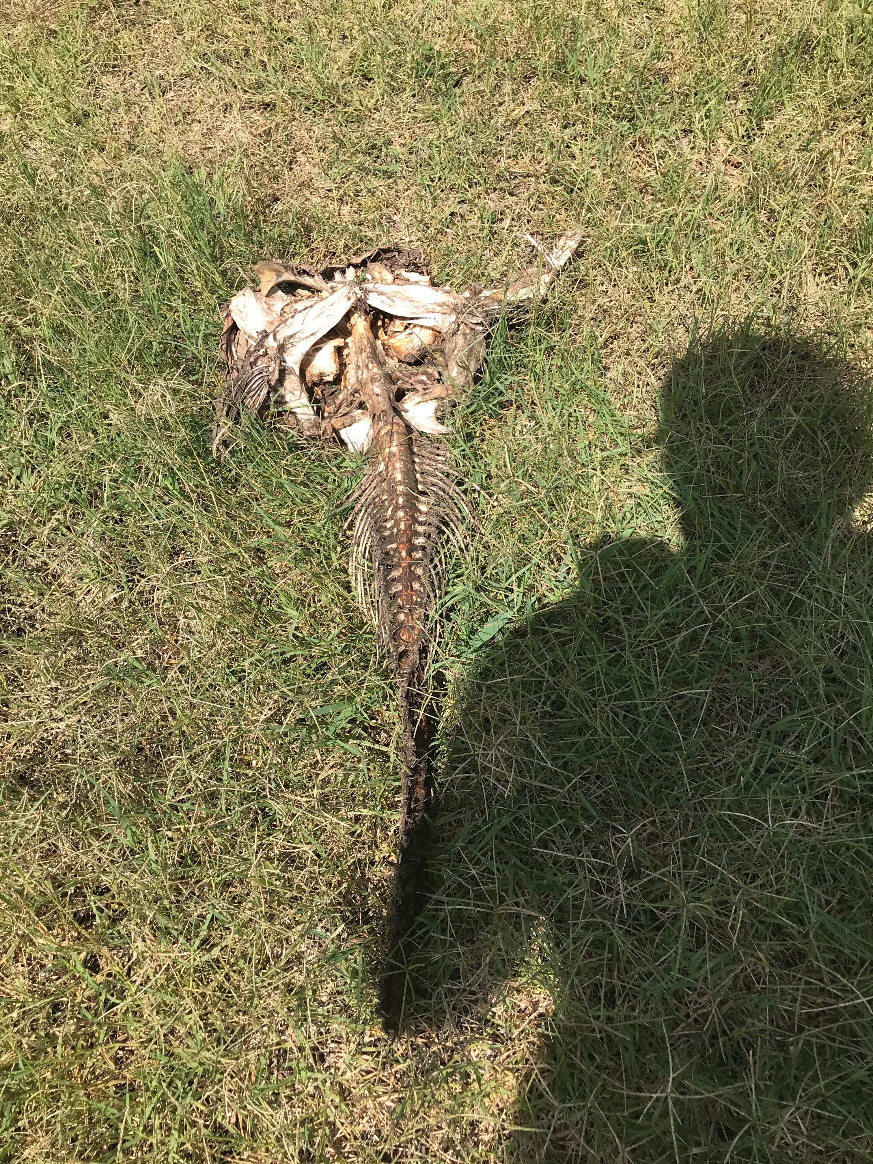 Camper-submitted photo at Lyndon B. Johnson National Grassland Dispersed Camping near Lewisville Lake