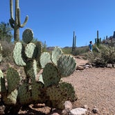 Review photo of Lost Dutchman State Park Campground by David W., November 2, 2021
