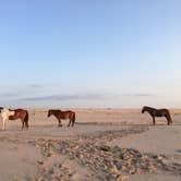 Review photo of Assateague State Park Campground by Simon S., November 2, 2021