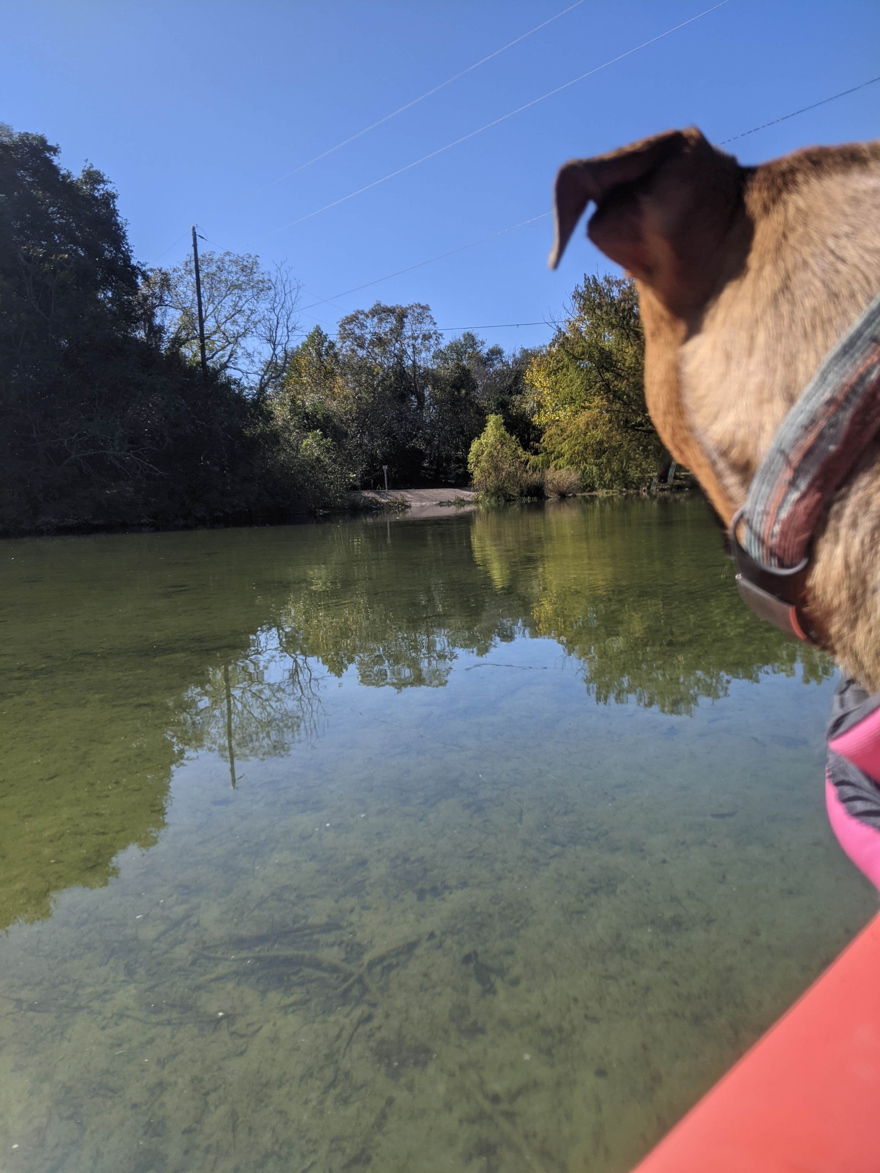 are dogs allowed at blanco state park