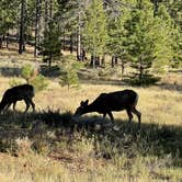 Review photo of North Campground — Bryce Canyon National Park by LoneCamper C., November 3, 2021