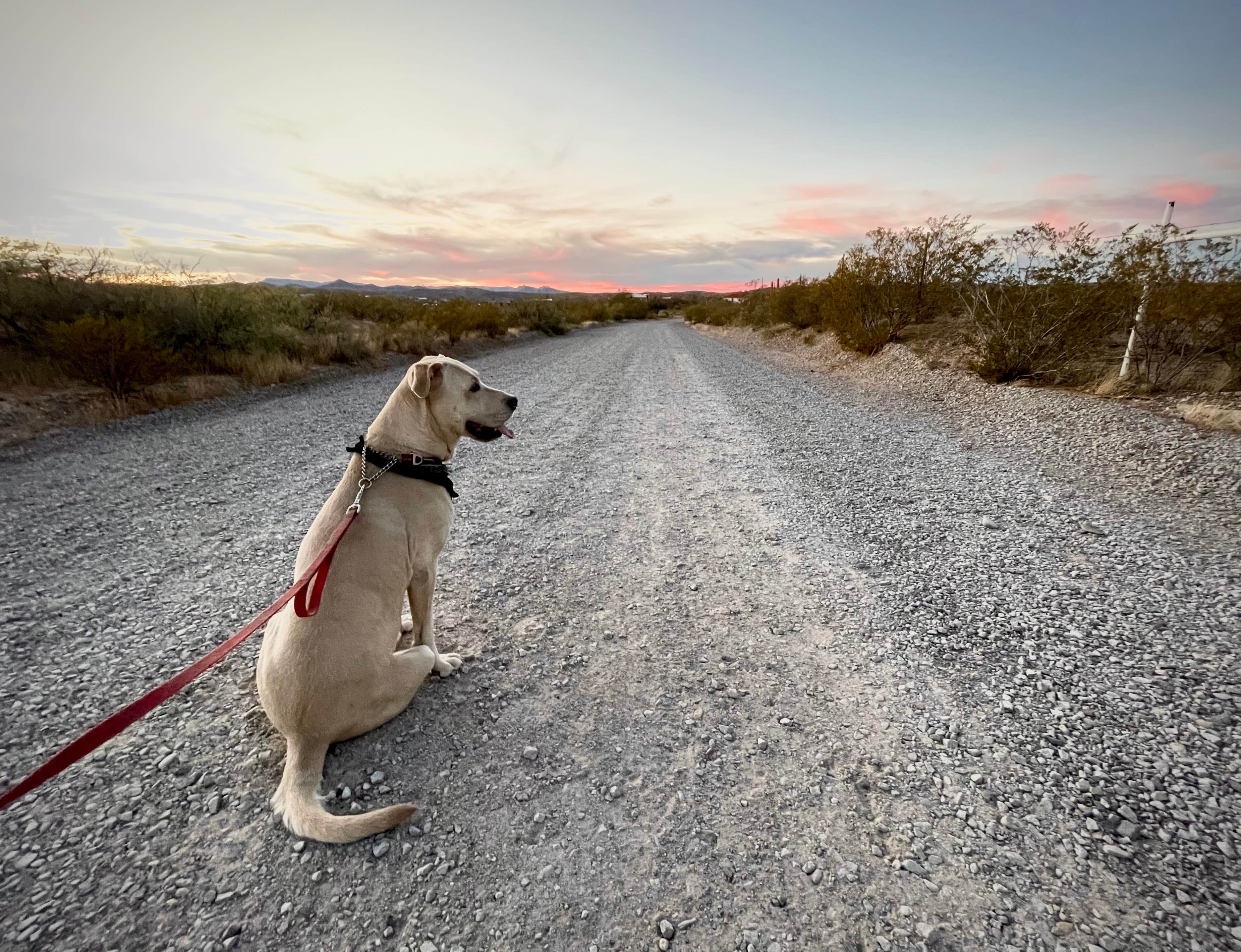 Lee M.'s photo of camping with pets at Leasburg Dam State Park Campground near Mesilla, NM