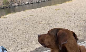 Taleah U.'s photo of camping with pets at Davis Dam Camp near Laughlin, NV