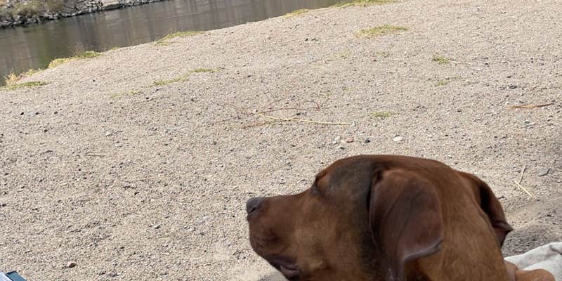 Camper submitted image from Davis Dam Camp