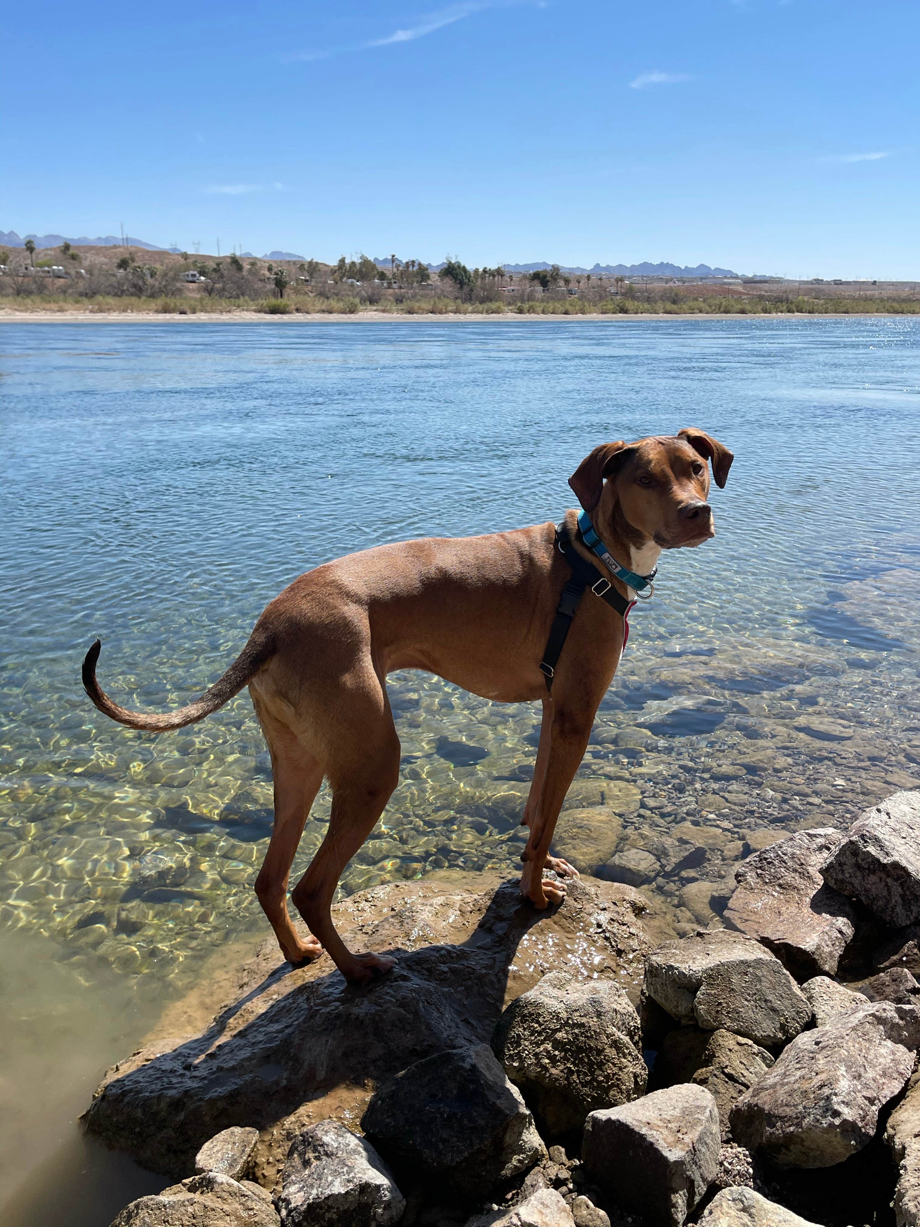 Camper-submitted photo at Davis Dam Camp near Laughlin, NV