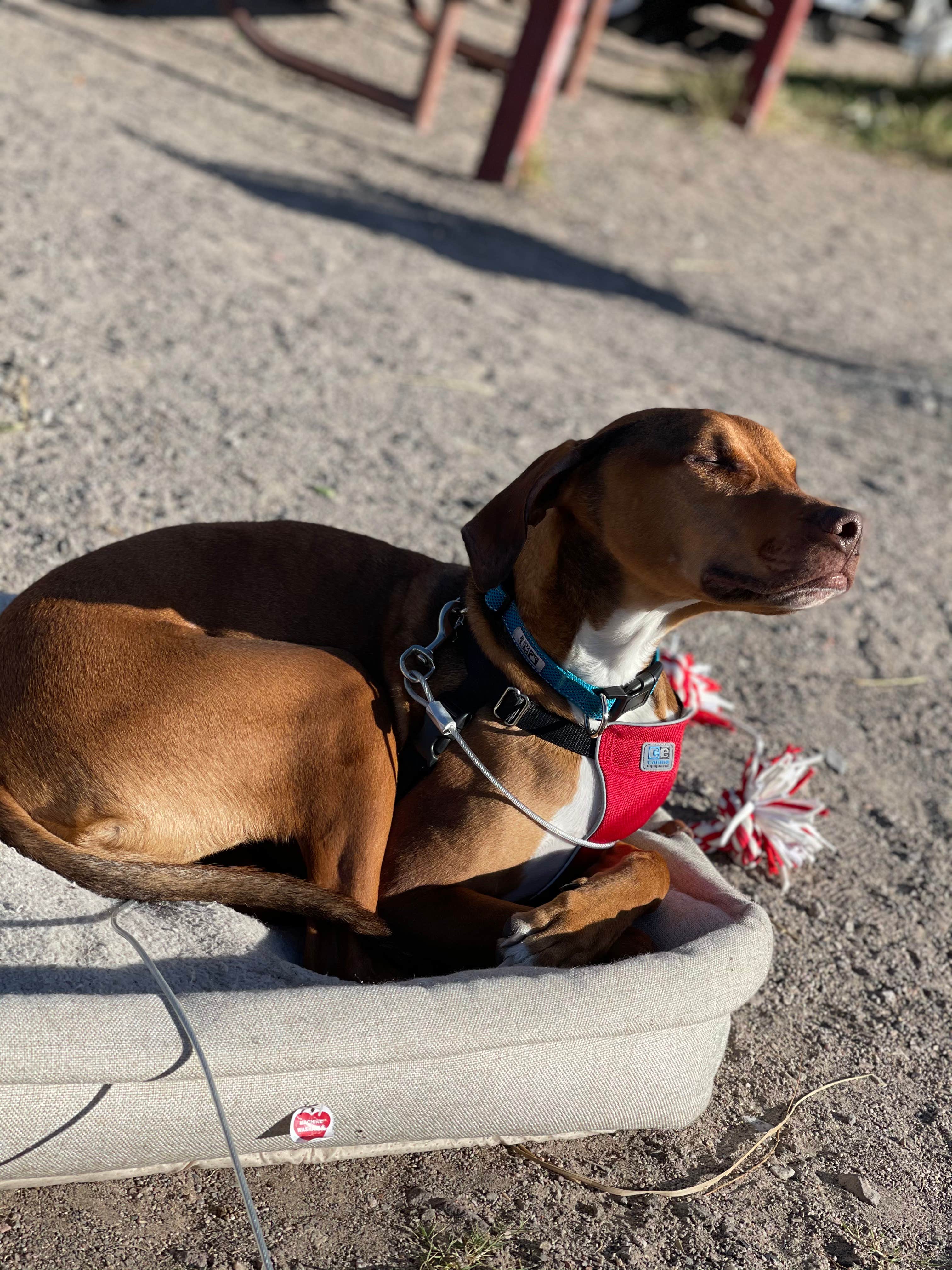 Camper-submitted photo at Davis Dam Camp near Laughlin, NV