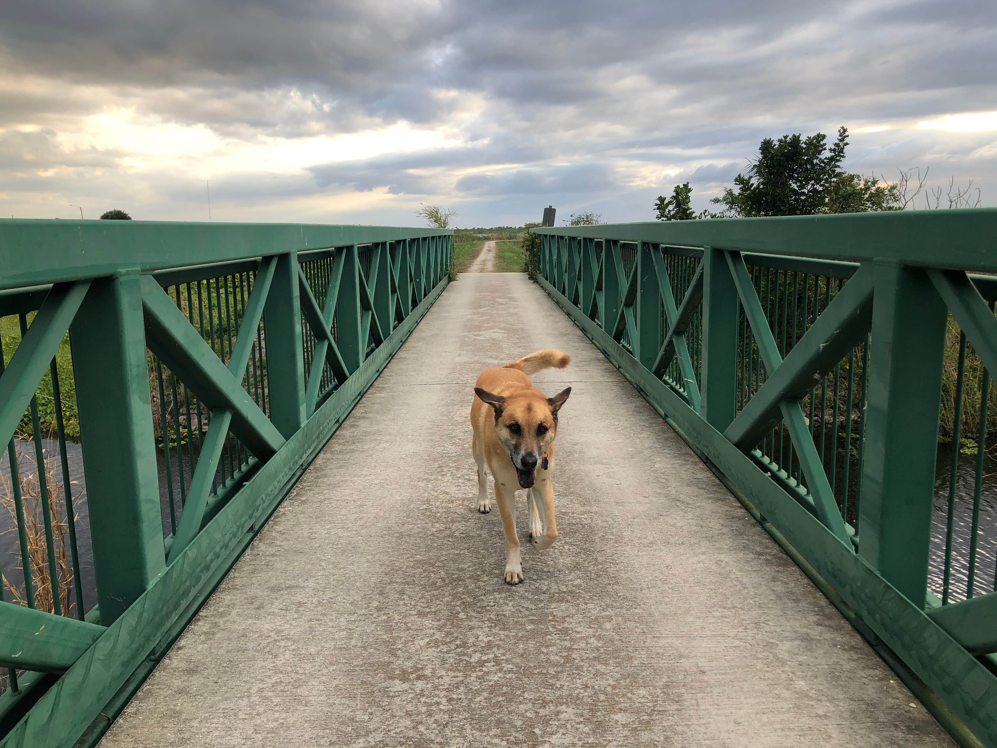 Andrew's photo of camping with pets at Torry Island Campground near Okeechobee, FL