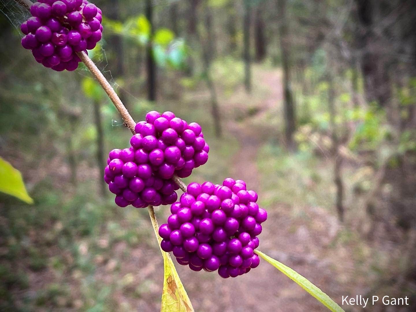 Camper submitted image from Cross Timbers Texoma Hiking Trail Primitive Campsite - 5