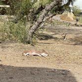 Review photo of Lower Ridge Road — Elephant Butte Lake State Park by wanda R., November 4, 2021