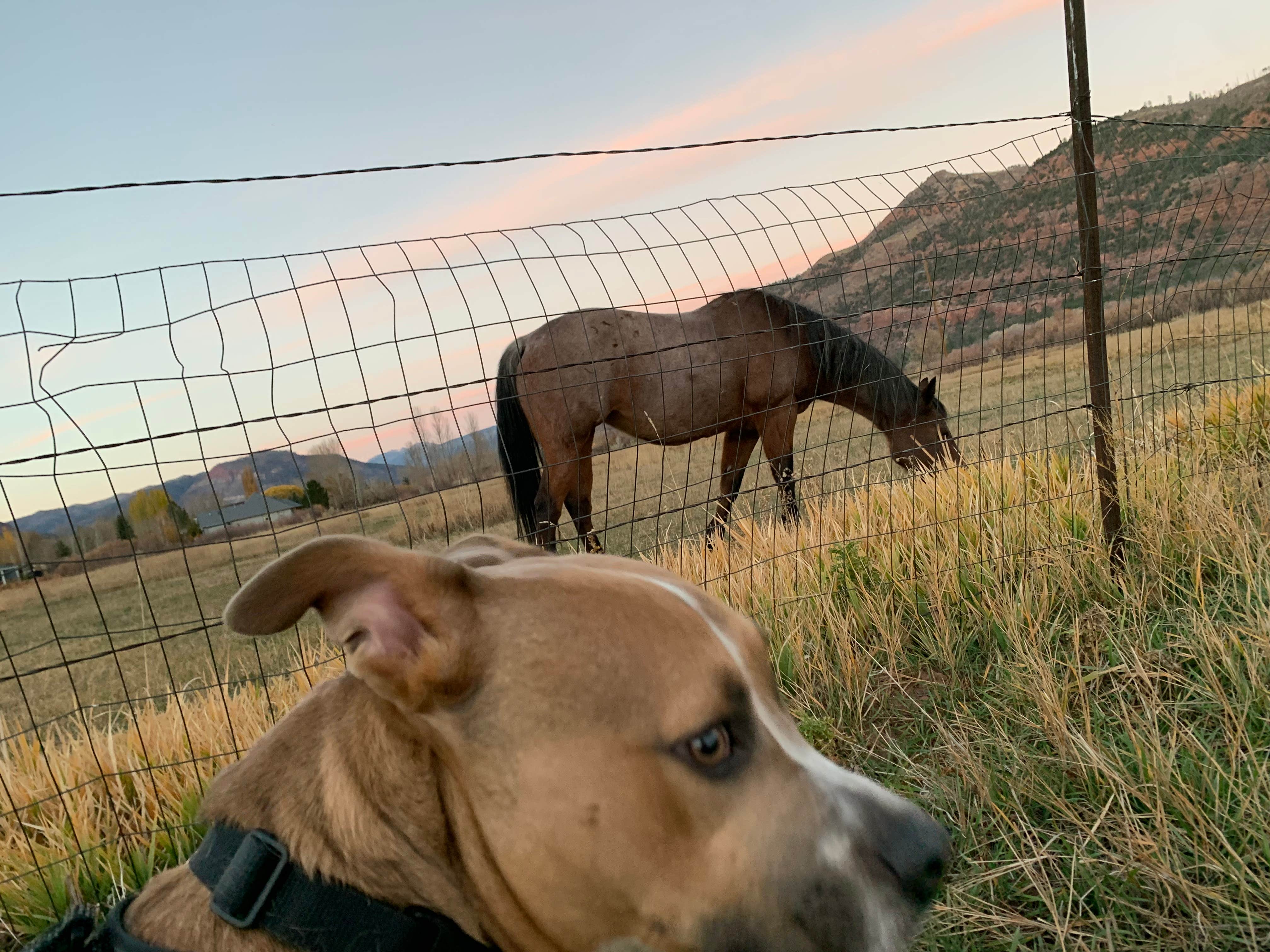 Molley T.'s photo of camping with pets at Alpen Rose RV Park near Durango, CO