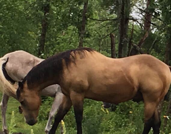 Camper submitted image from Grant Creek Horse Camp - 1