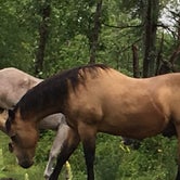 Review photo of Grant Creek Horse Camp by Janet R., July 6, 2018