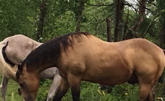 Janet R.'s photo of camping with a horse at Grant Creek Horse Camp near Blackduck, MN