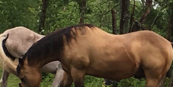 Camper submitted image from Grant Creek Horse Camp