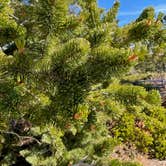 Review photo of Sunset Campground — Bryce Canyon National Park by LoneCamper C., November 3, 2021