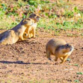 Review photo of Caprock Canyons State Park -  Honey Flat by Brian F., November 6, 2021