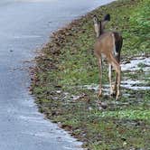 Review photo of Blue Spring State Park Campground by Daniela P., November 6, 2021