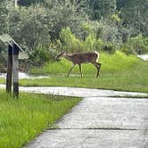 Review photo of Wekiwa Springs State Park Campground by Daniela P., November 6, 2021