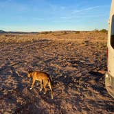 Review photo of Six Mile Canyon - Dispersed Camping by Abby M., November 6, 2021