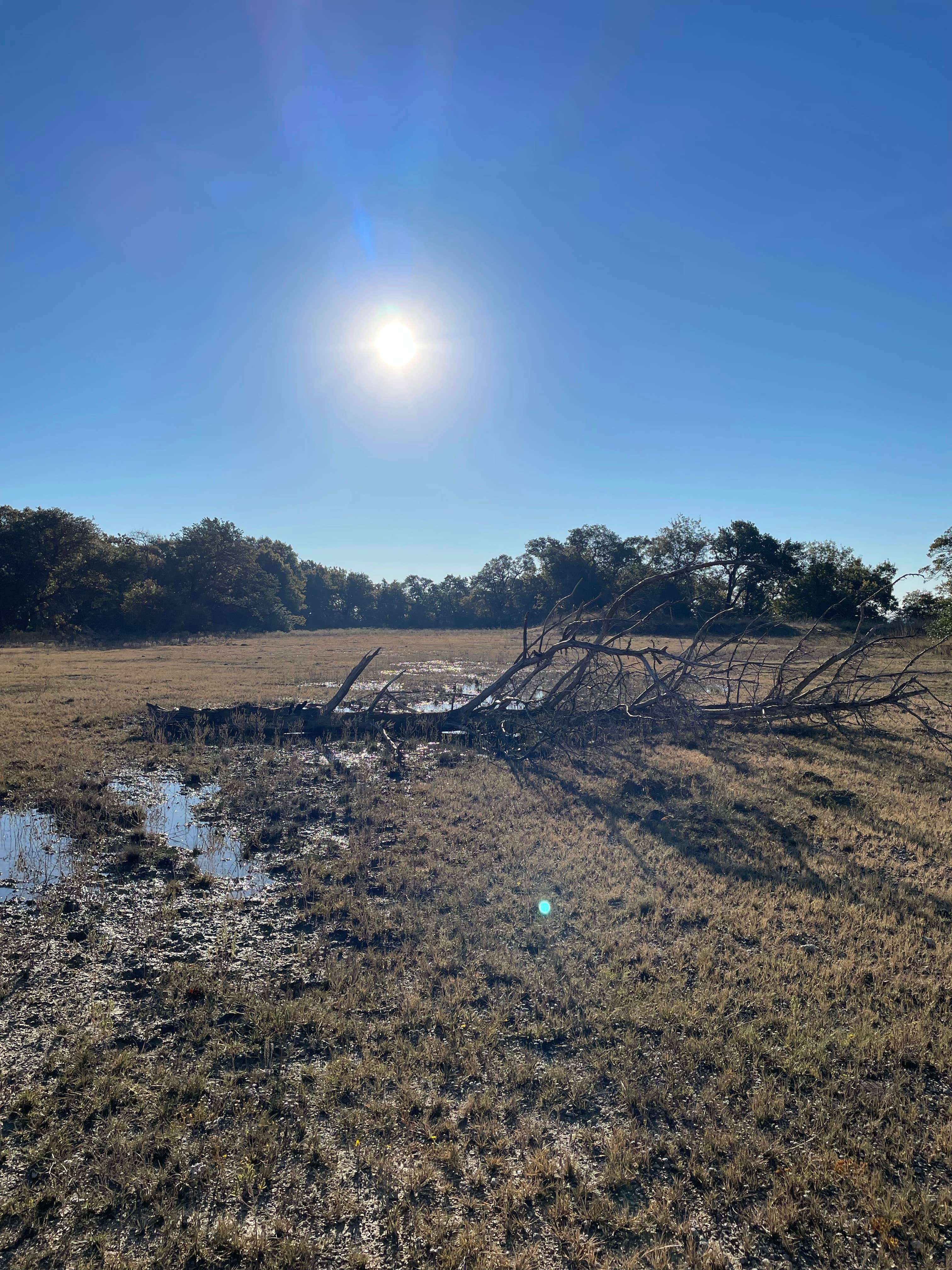 Camper submitted image from LBJ National Grasslands Forest Road 904 Dispersed Camping - 5