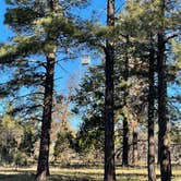 Review photo of Coconino Rim Road Dispersed Camping by Brady , November 6, 2021