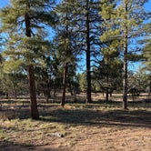 Review photo of Coconino Rim Road Dispersed Camping by Brady , November 6, 2021