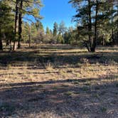 Review photo of Coconino Rim Road Dispersed Camping by Brady , November 6, 2021