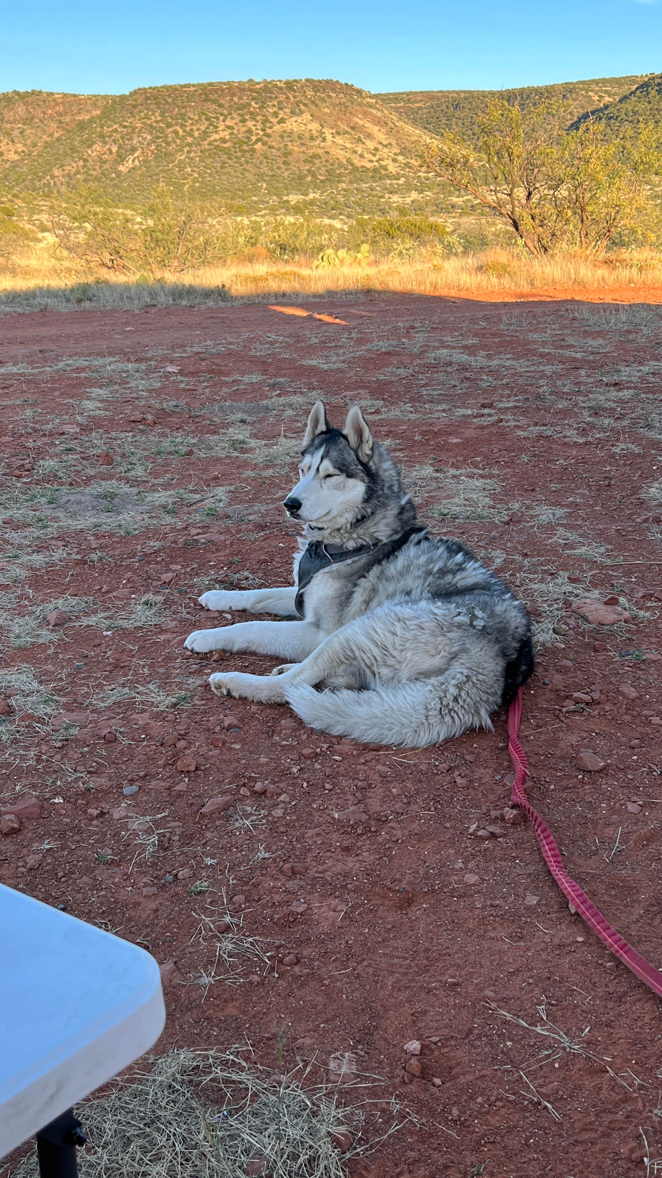 Loren A.'s photo of camping with pets at FR689 Dispersed Camping near Coconino National Forest Recreation