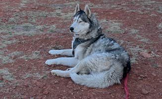 Loren A.'s photo of camping with pets at FR689 Dispersed Camping near Coconino National Forest Recreation
