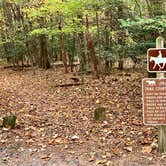 Review photo of Trap Pond State Park Campground by Laure D., November 7, 2021